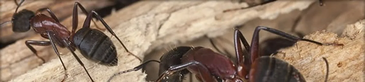 Close-up of ants on wood showing an active ant infestation in Sacramento, CA