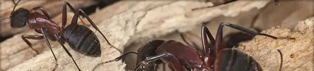 Close-up of ants on wood showing an active ant infestation in Sacramento, CA