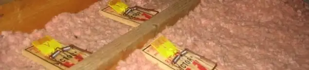 Mouse traps placed in an attic for rodent control in Sacramento, CA