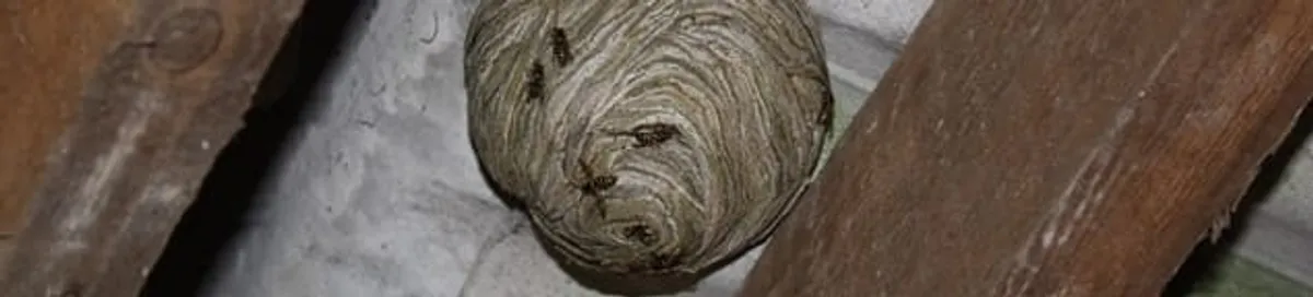 Wasp nest in an attic space, a common home infestation risk in Sacramento, CA