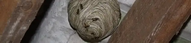 Wasp nest in an attic space, a common home infestation risk in Sacramento, CA