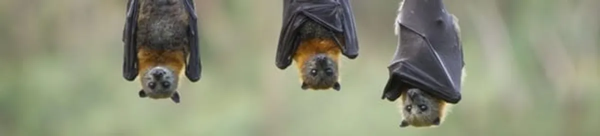 Bats roosting together, a common sign of a bat infestation in Sacramento, CA