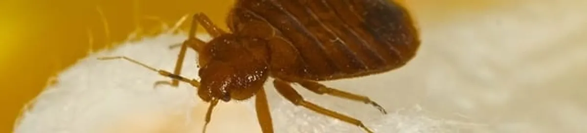 Close-up of a bed bug, a sign of an active infestation in Sacramento, CA