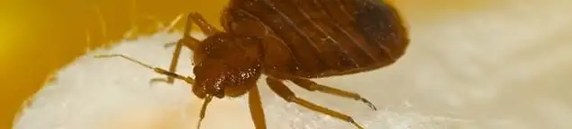 Close-up of a bed bug, a sign of an active infestation in Sacramento, CA