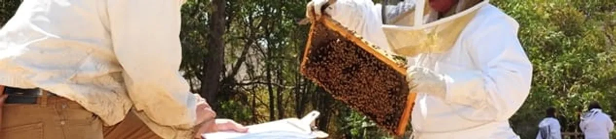 Bee removal specialists relocating a hive and honeycomb safely in Sacramento, CA