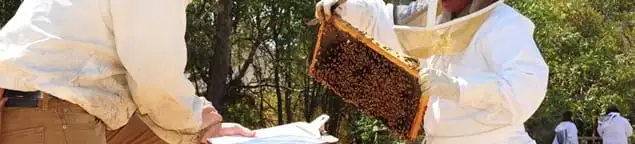 Bee removal specialists relocating a hive and honeycomb safely in Sacramento, CA