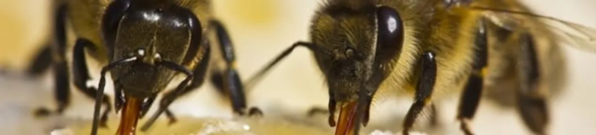 Close-up of honey bees, a sign of a nearby hive in Sacramento, CA