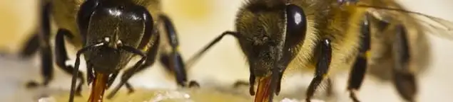 Close-up of honey bees, a sign of a nearby hive in Sacramento, CA
