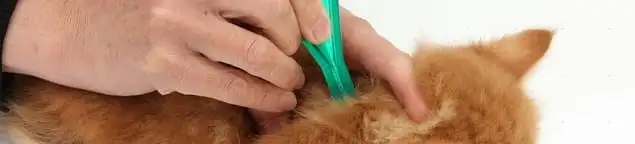 Flea treatment for pets using a flea comb, a sign of flea problems in Sacramento, CA