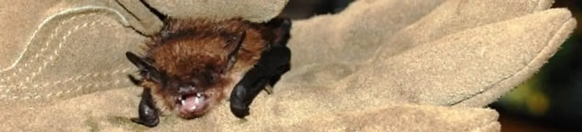 Bat removal specialist holding a bat safely during humane exclusion in Sacramento, CA