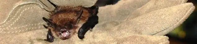 Bat removal specialist holding a bat safely during humane exclusion in Sacramento, CA