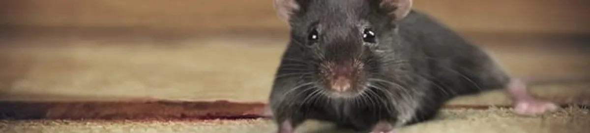 Mouse indoors, a common sign of a rodent infestation in Sacramento, CA