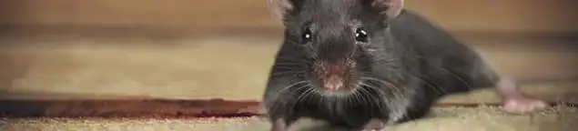 Mouse indoors, a common sign of a rodent infestation in Sacramento, CA