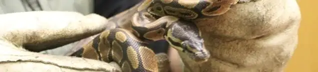 Snake removal specialist safely handling a snake with protective gloves in Sacramento, CA