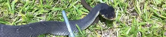 Snake in a yard, a common sign of a snake problem near a home in Sacramento, CA