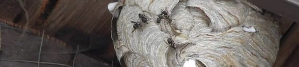 Close-up of a wasp nest with active wasps, a sign of an infestation in Sacramento, CA