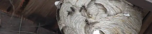 Close-up of a wasp nest with active wasps, a sign of an infestation in Sacramento, CA